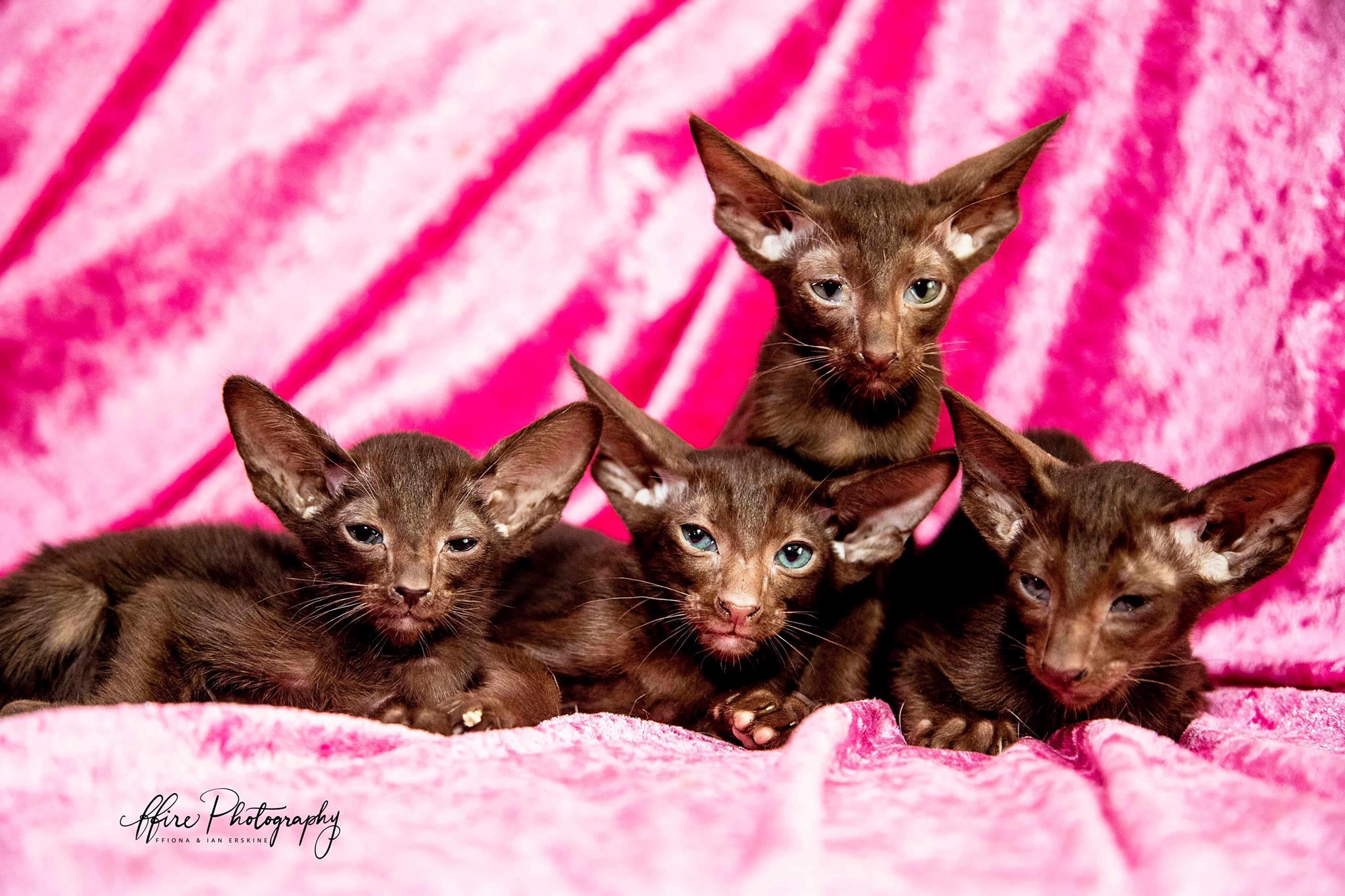 Azov Kittens