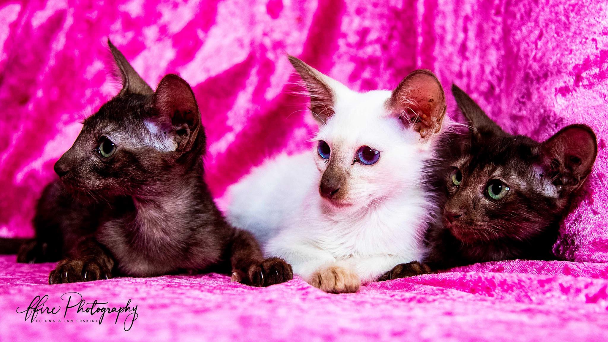 Azov Kittens